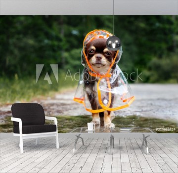 Picture of Funny chihuahua dog posing in a rain coat rainy day